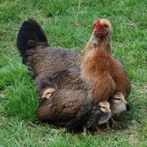 hen protecting her chicks