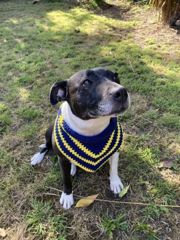 Pet Bandanas